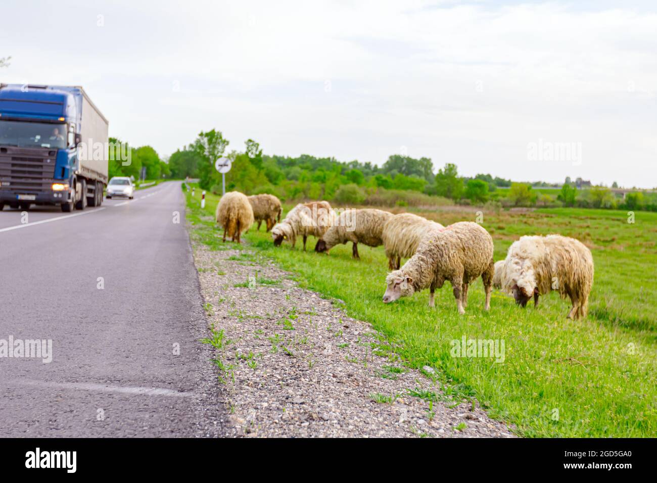 Herd of domestic sheep are grazing grass at green landscape next to the ...