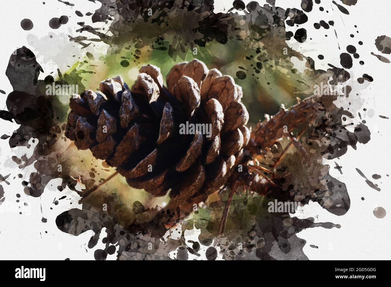 Brown cone on a dry pine branch. Dry pine cone close-up. Digital