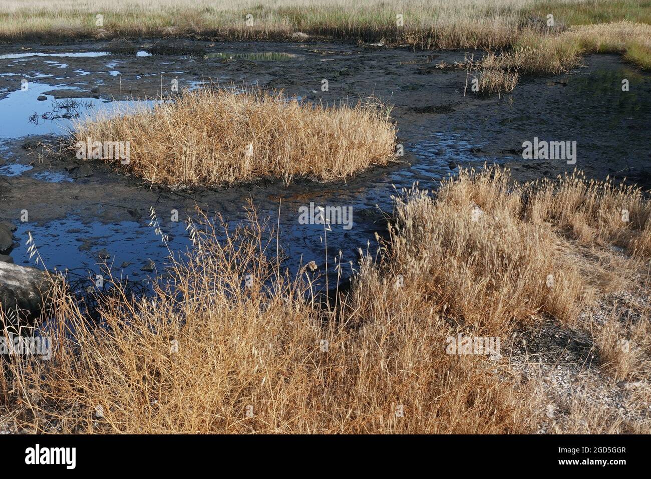Natural tar asphalt pit in a swamp. Crude oil lake. Stock Photo