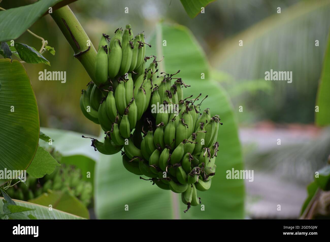 Green banana cluster on the tree Stock Photo Alamy