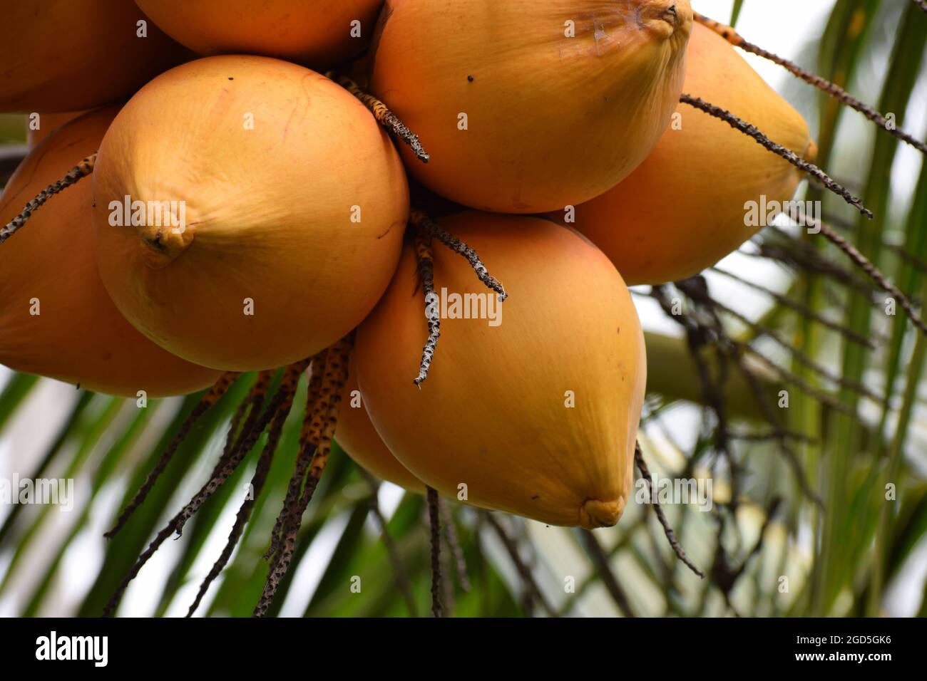 King coconut cluster on the tree Stock Photo