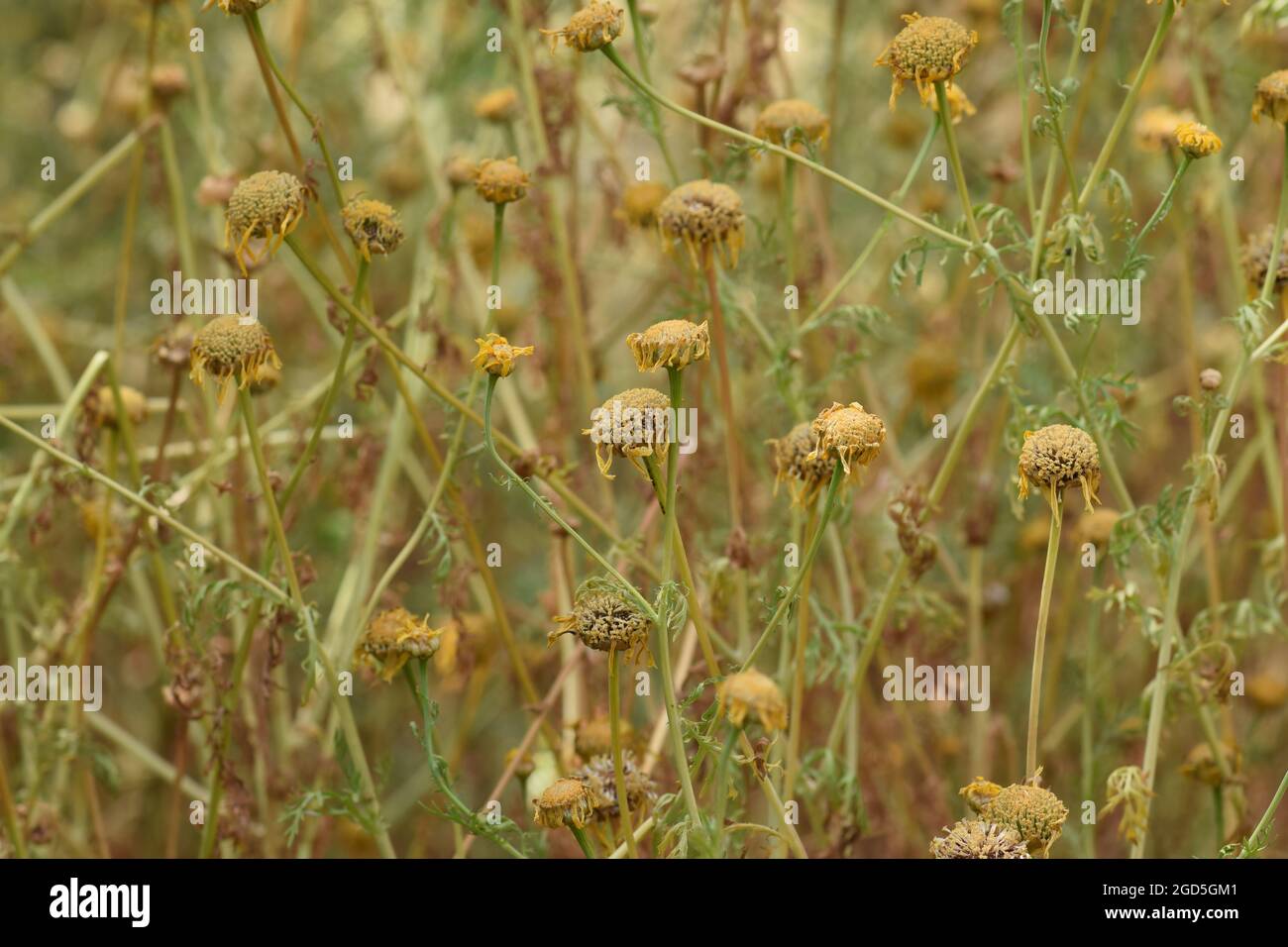 Withered yellow wild flowers. Spring turns to summer. Stock Photo