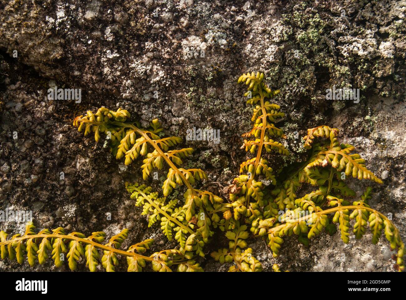 Macro shot of fern growing from a stone wall - Lanceolate Spleenwort Asplenium obovatum, Selective focus, Space for text Stock Photo