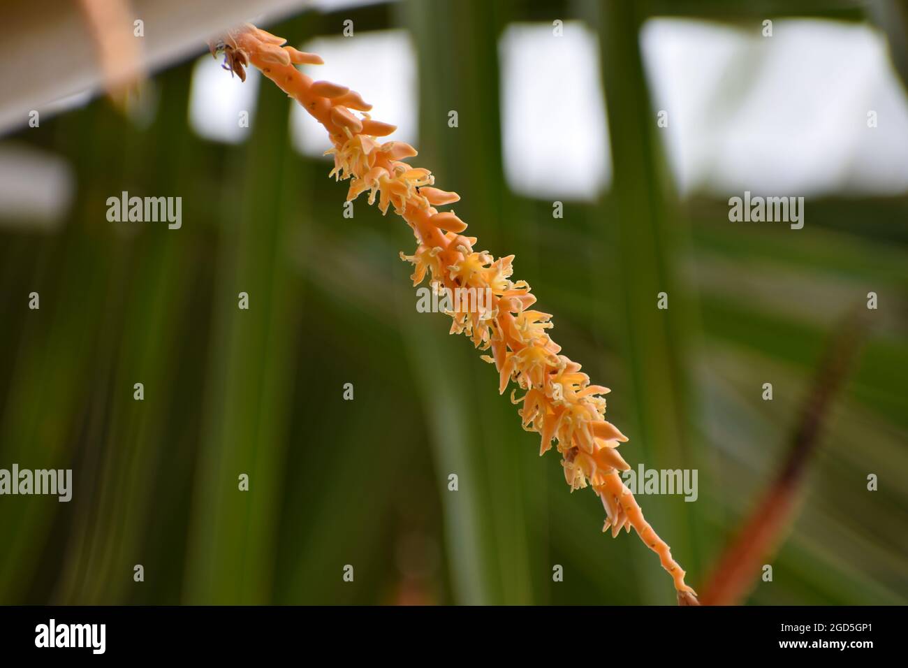 Isolated coconut flower, inflorescence flower, orange colour coconut flower clusters in nature Stock Photo