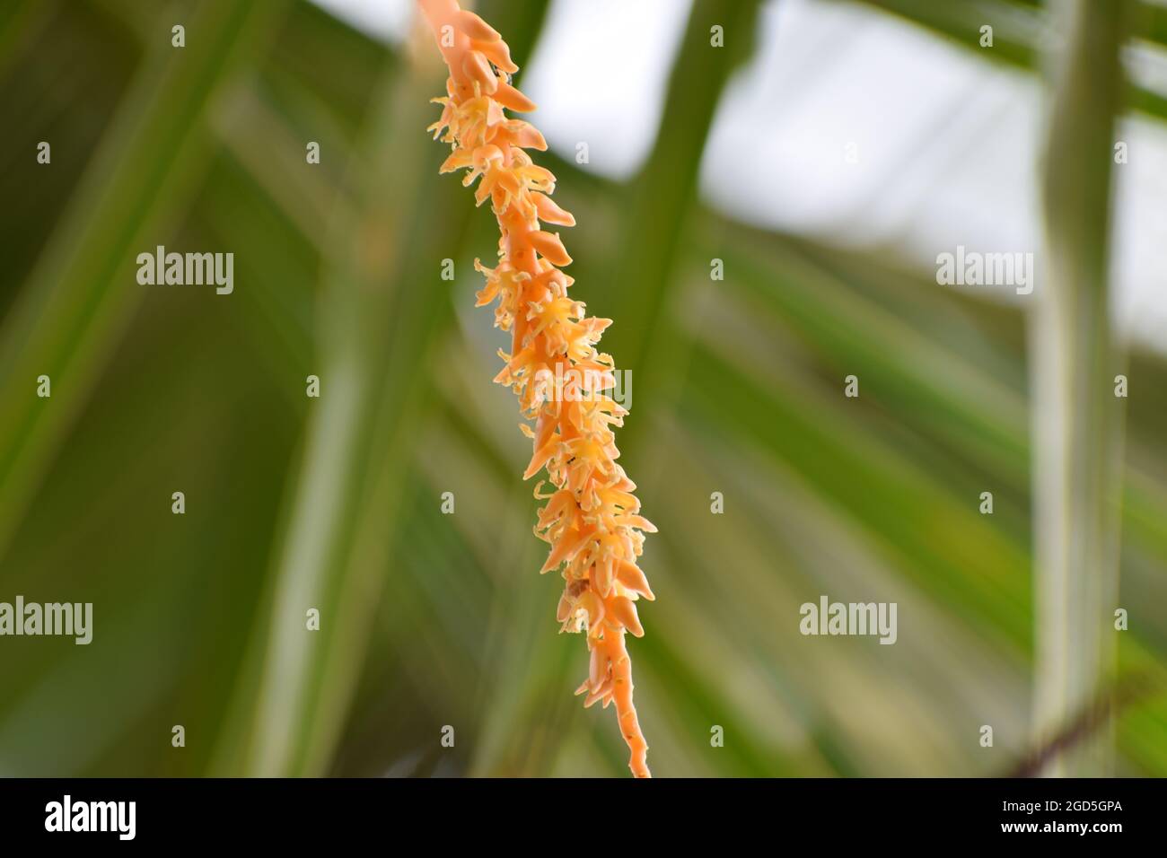 Isolated coconut flower, inflorescence flower, orange colour coconut flower clusters in nature Stock Photo