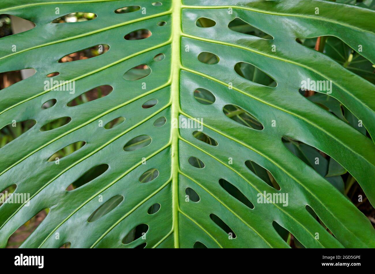 Swiss cheese plant leaf hires stock photography and images Alamy