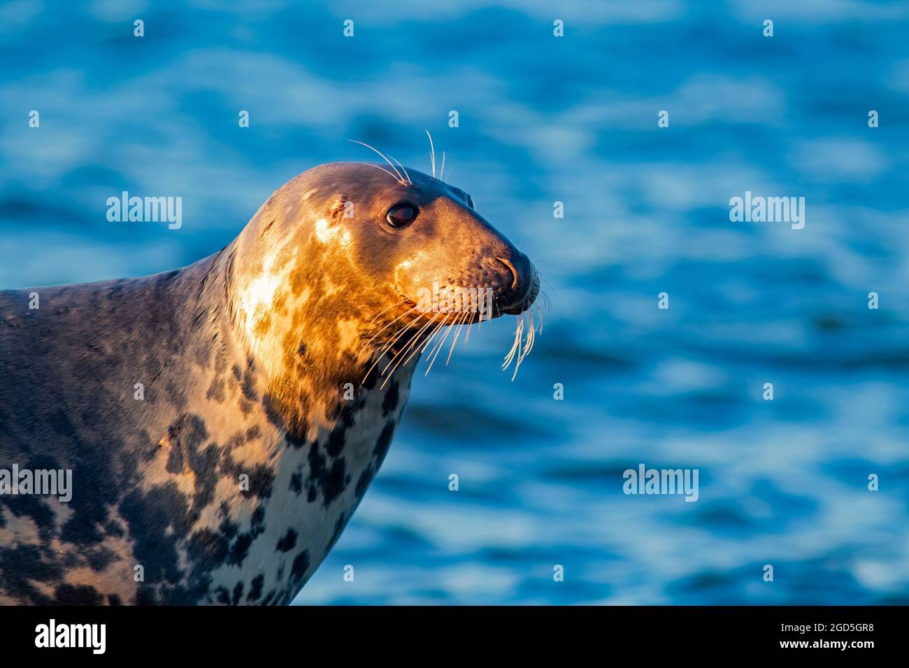 Closeup portrait of large marine mammal, grey seal (Halichoerus grypus) on a sunny evening in Estonian nature Stock Photo