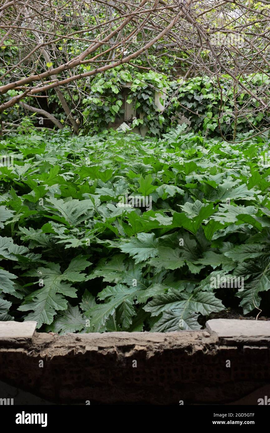 Overgrown acanthus plants with big green leaves in the garden of an abandoned house. Stock Photo