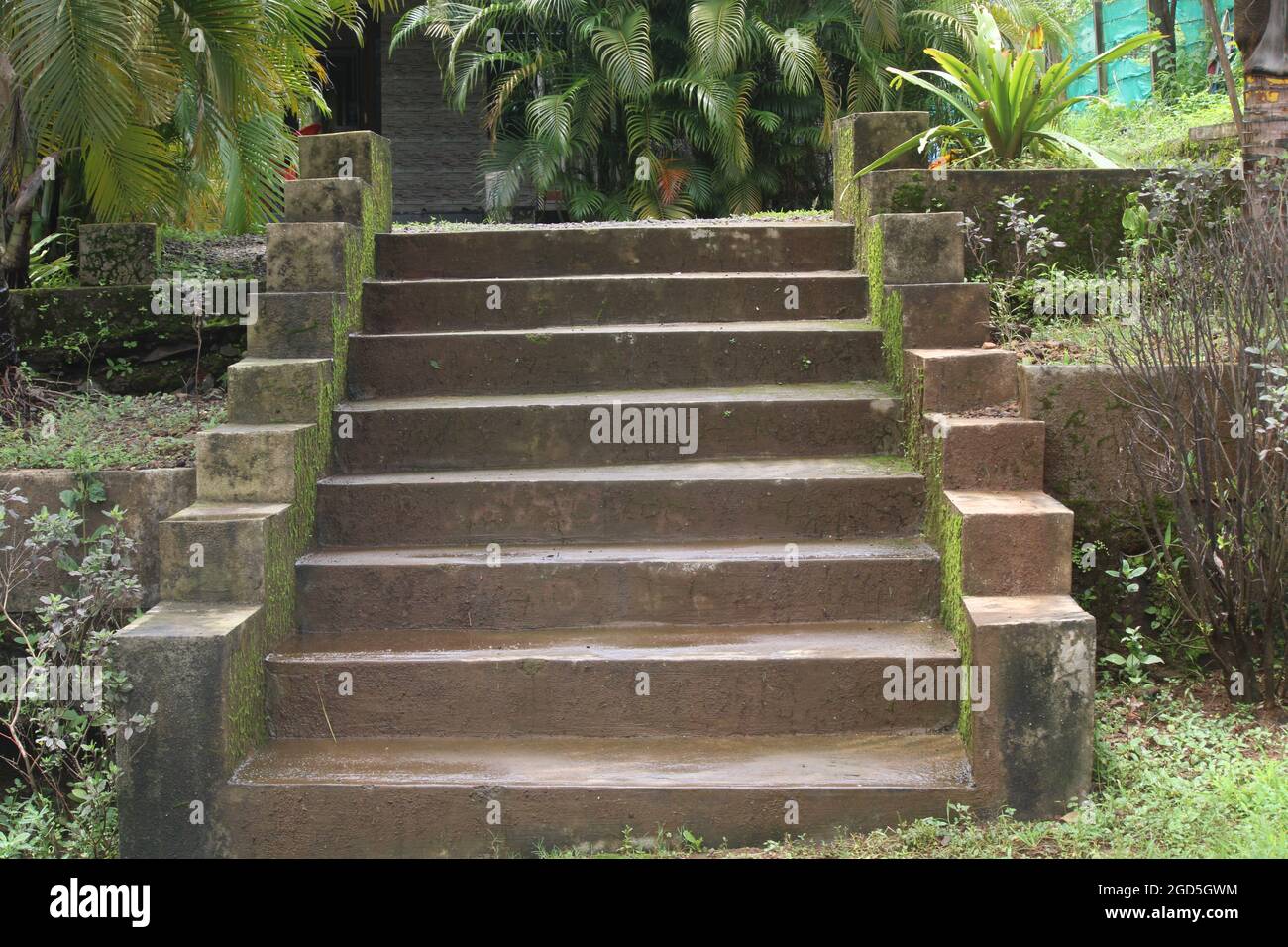 Stair case of cement with greenery Stock Photo