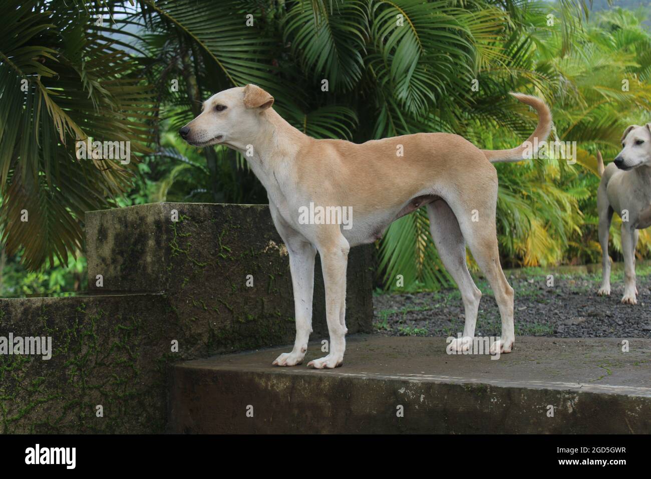 Dog stairs man dog stairs hires stock photography and images Alamy