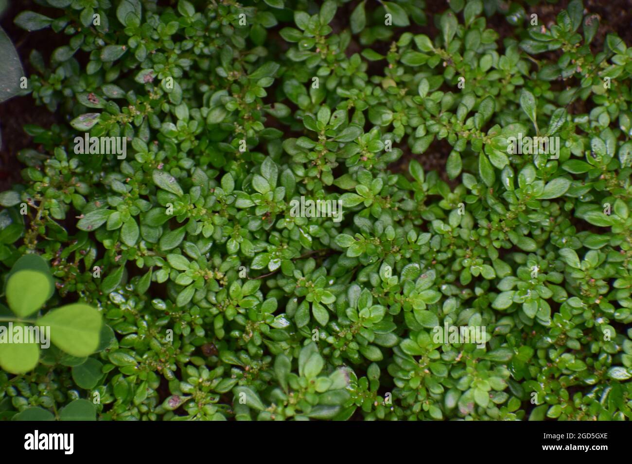 green moss Stock Photo