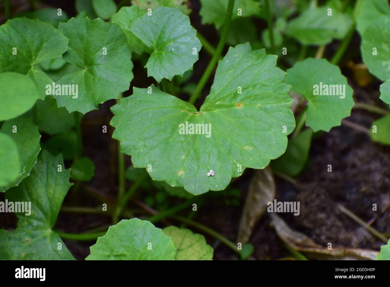Green Pennywort leaves and plants on the agriculture land, Pennywort cultivation on wet farm land, Centella asiatica plants Stock Photo