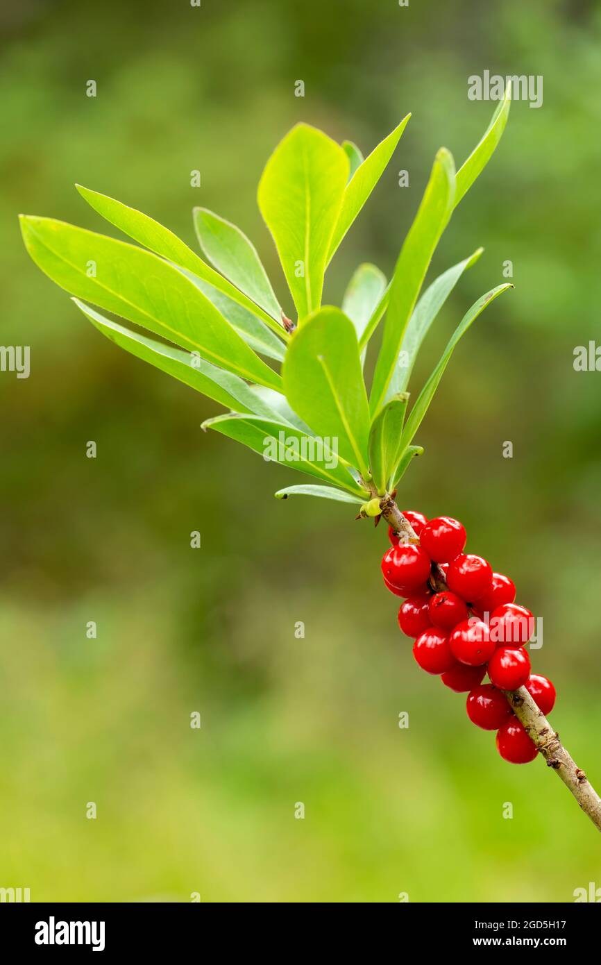 Red poisonous berries and green leaves of the mezereum (Daphne mezereum) growing in Finnish nature Stock Photo