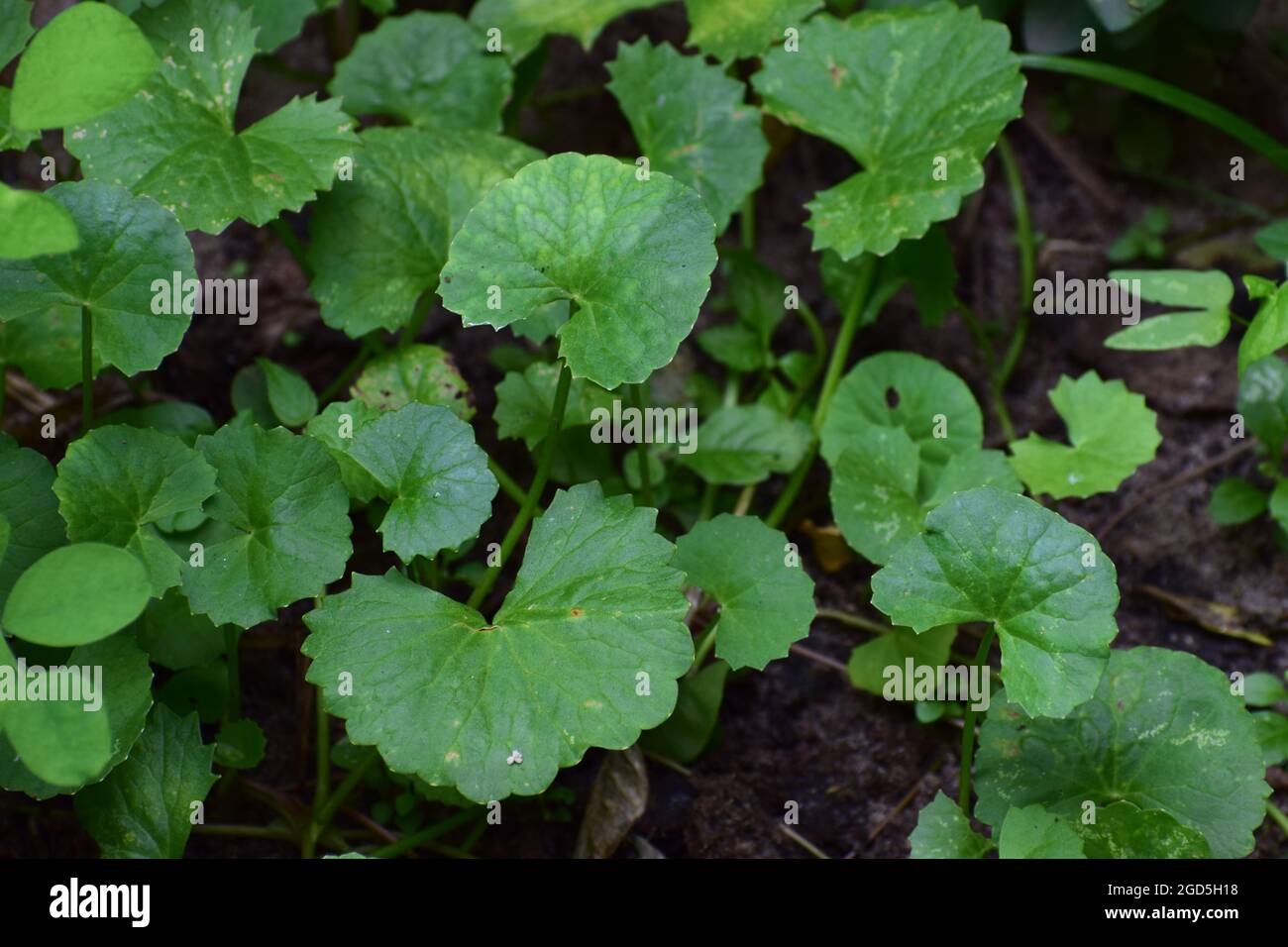 Green Pennywort leaves and plants on the agriculture land, Centella asiatica Pennywort cultivation on wet farm land Stock Photo