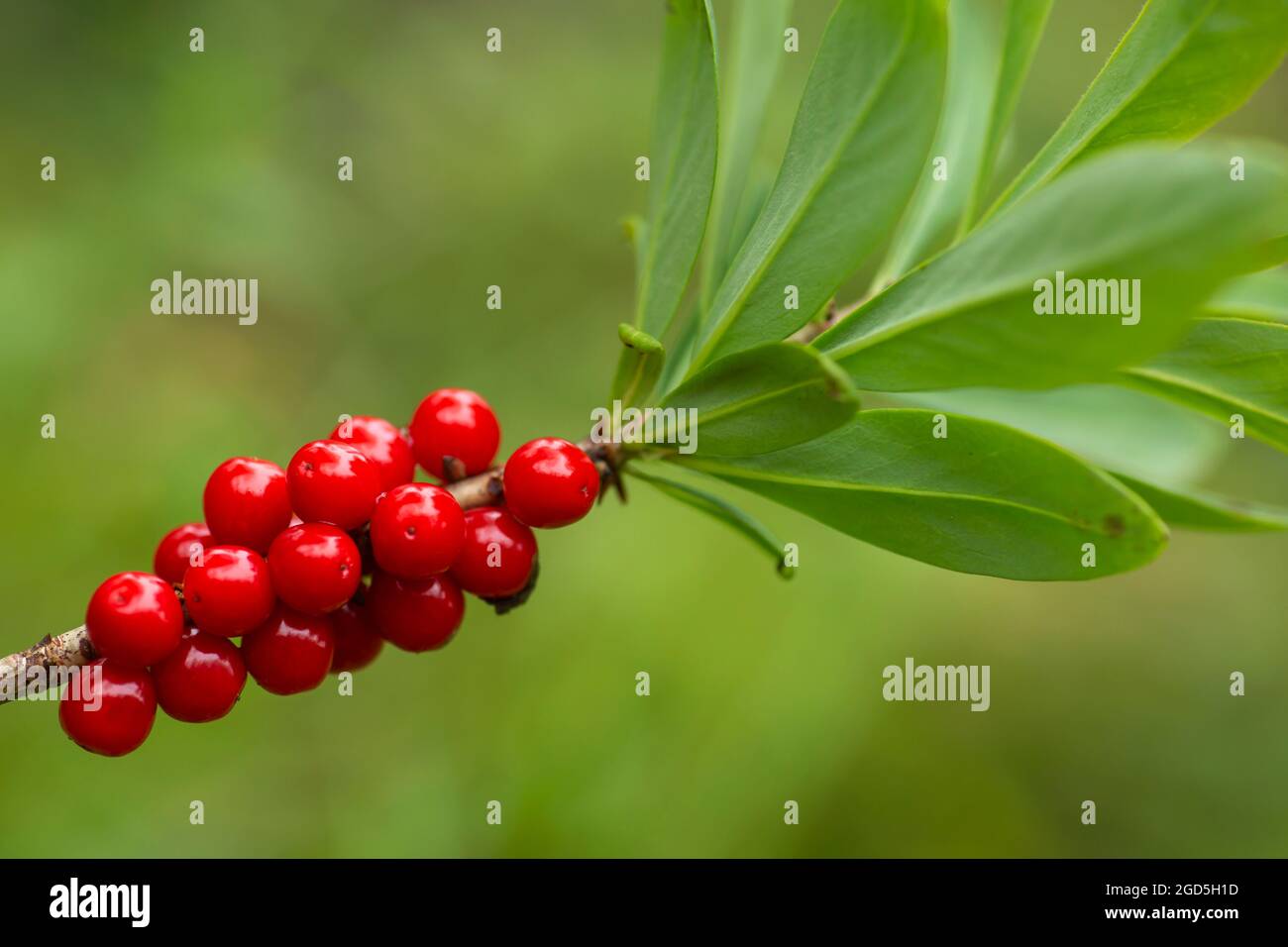 Red poisonous berries and green leaves of the mezereum (Daphne mezereum) growing in Finnish nature Stock Photo