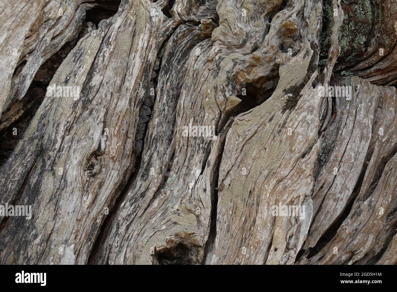 Old textured olive tree trunk. Wood background abstract nature. Stock Photo