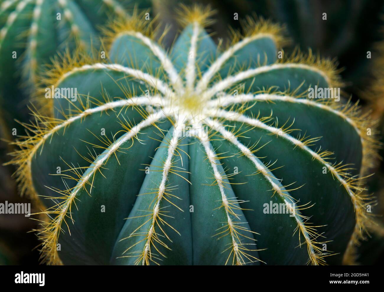 Cactus on desert garden, Rio de Janeiro Stock Photo - Alamy