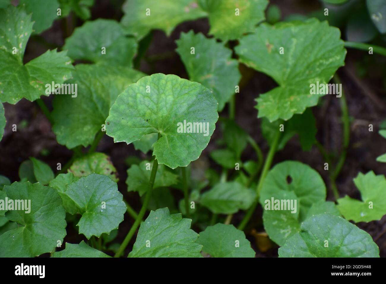 Green Pennywort leaves and plants on the agriculture land, Pennywort cultivation on wet farm land, Centella asiatica leaves Stock Photo