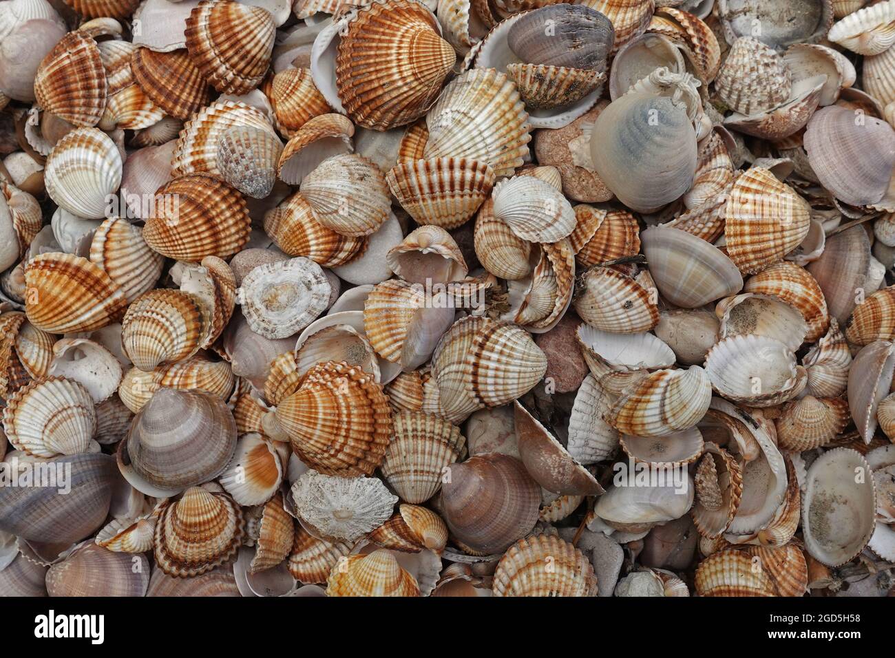 Seashells collection sea and summer nature background. Stock Photo