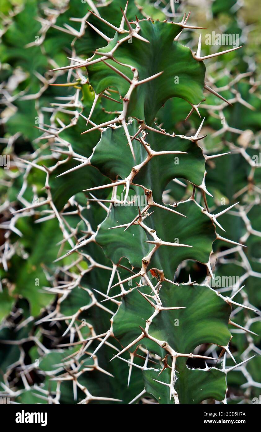 Cow’s Horn Cactus (Euphorbia grandicornis), Rio de Janeiro, Brazil