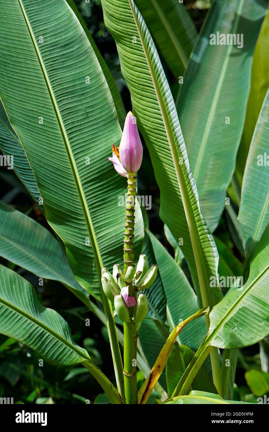 Flowering banana (Musa ornata) on tropical garden Stock Photo - Alamy