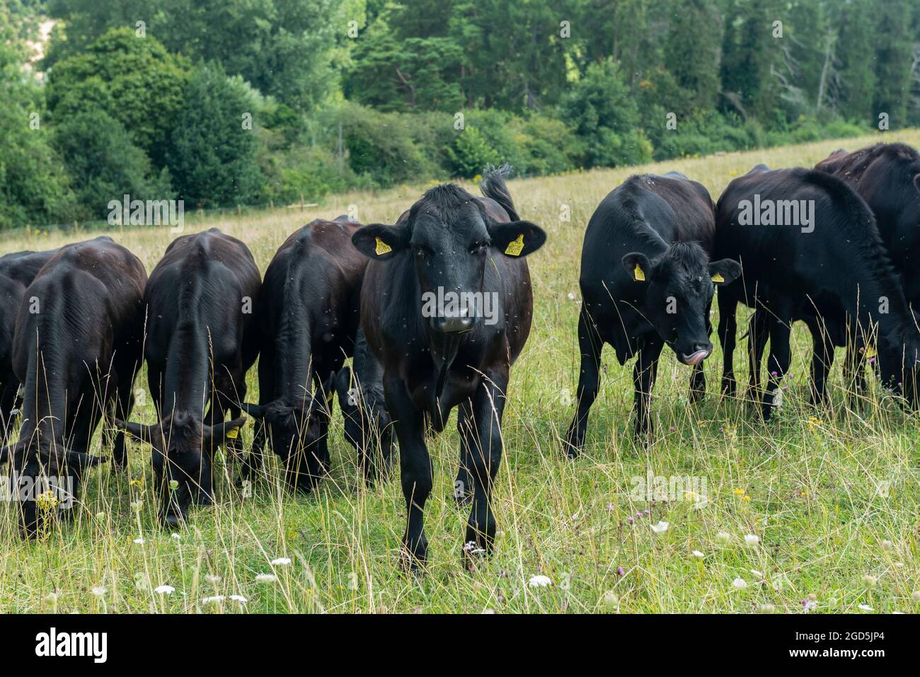 Chorleywood house estate hires stock photography and images Alamy