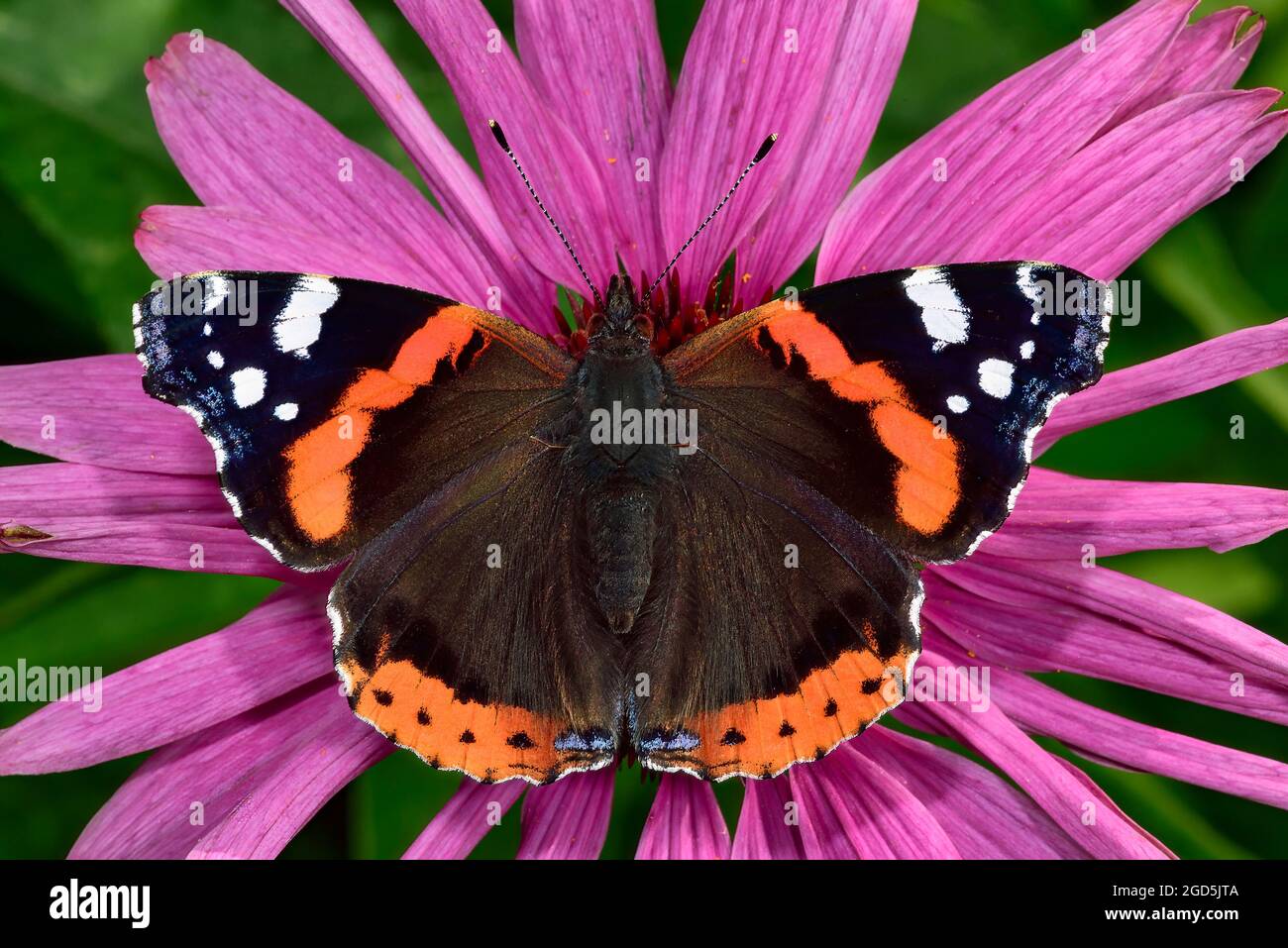 "I'm just perfect Stock Photo Alamy