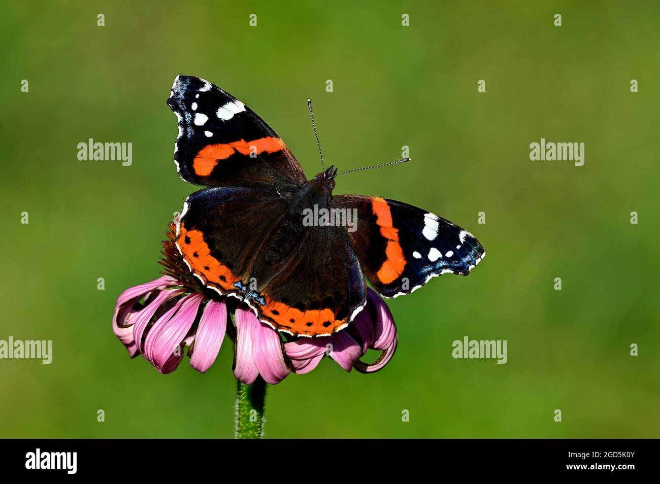 Red admiral Stock Photo
