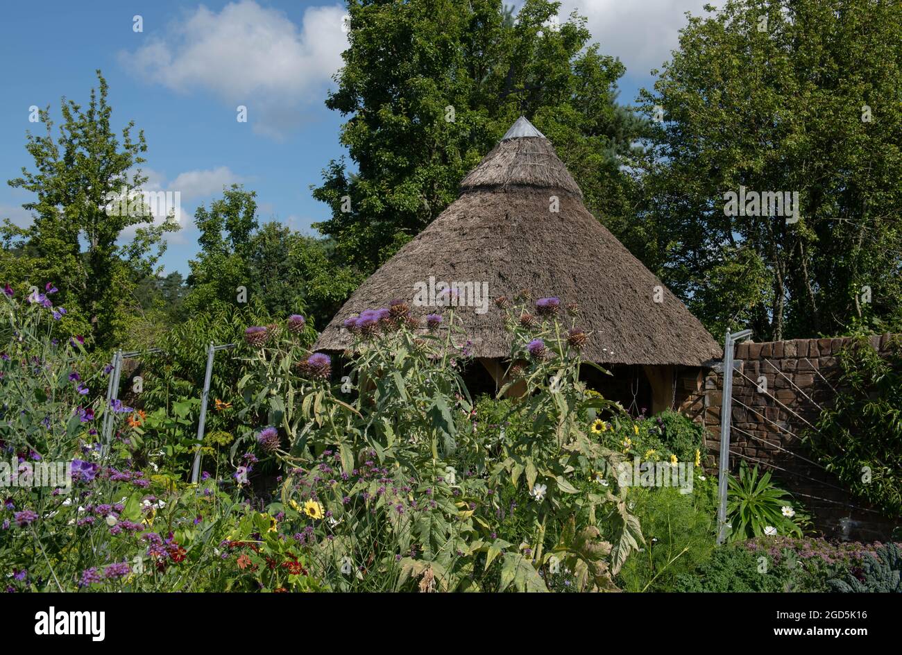 Summer Flowering Purple Flowers on an Artichoke Plant (Cynara cardunculus var. scolymus) in Front of a Conical Thatched Roof Summerhouse Stock Photo