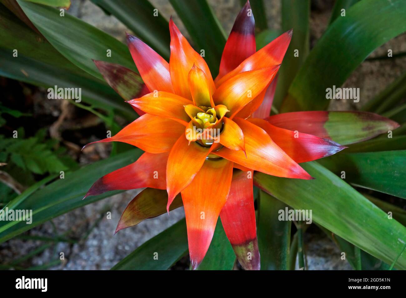 Bromeliad flower on tropical garden (Guzmania lingulata) Stock Photo