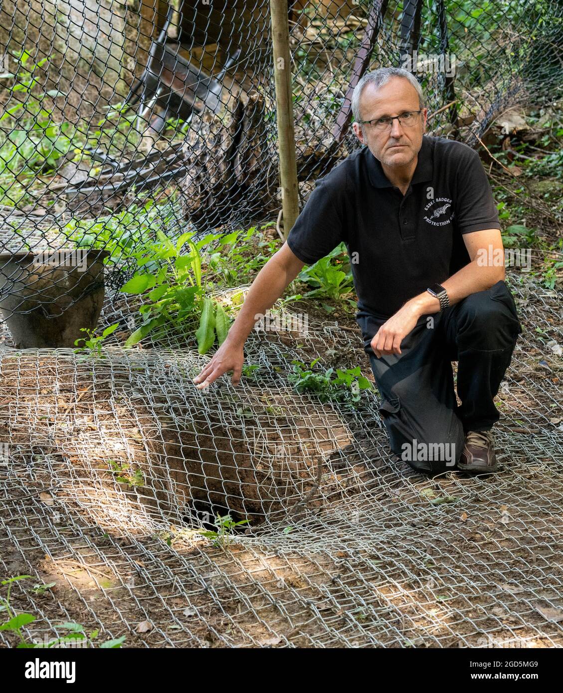 Brentwood Essex 11th August 2021 Brentwood Brough Council has been accused of ecological terrorism for closing off a large (16 hole) badger sett, allegedly to expatiate housing development. The accusation was made by Darren Parker, vice chair of the Essex Badger Protection Group. The badger sett has been covered in wire to prevent the badgers using the set. Credit: Ian Davidson/Alamy Live News Stock Photo
