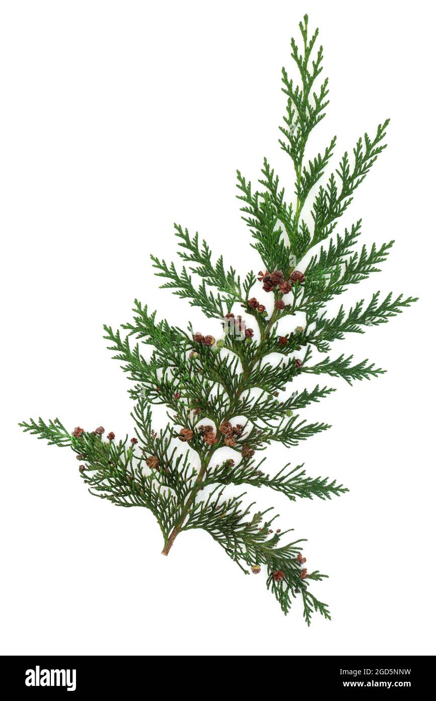 Cedar cypress leylandii fir leaf. Design element. Also used in herbal plant medicine. Is antiseptic, anti inflammatory, antispasmodic, diuretic, insec Stock Photo