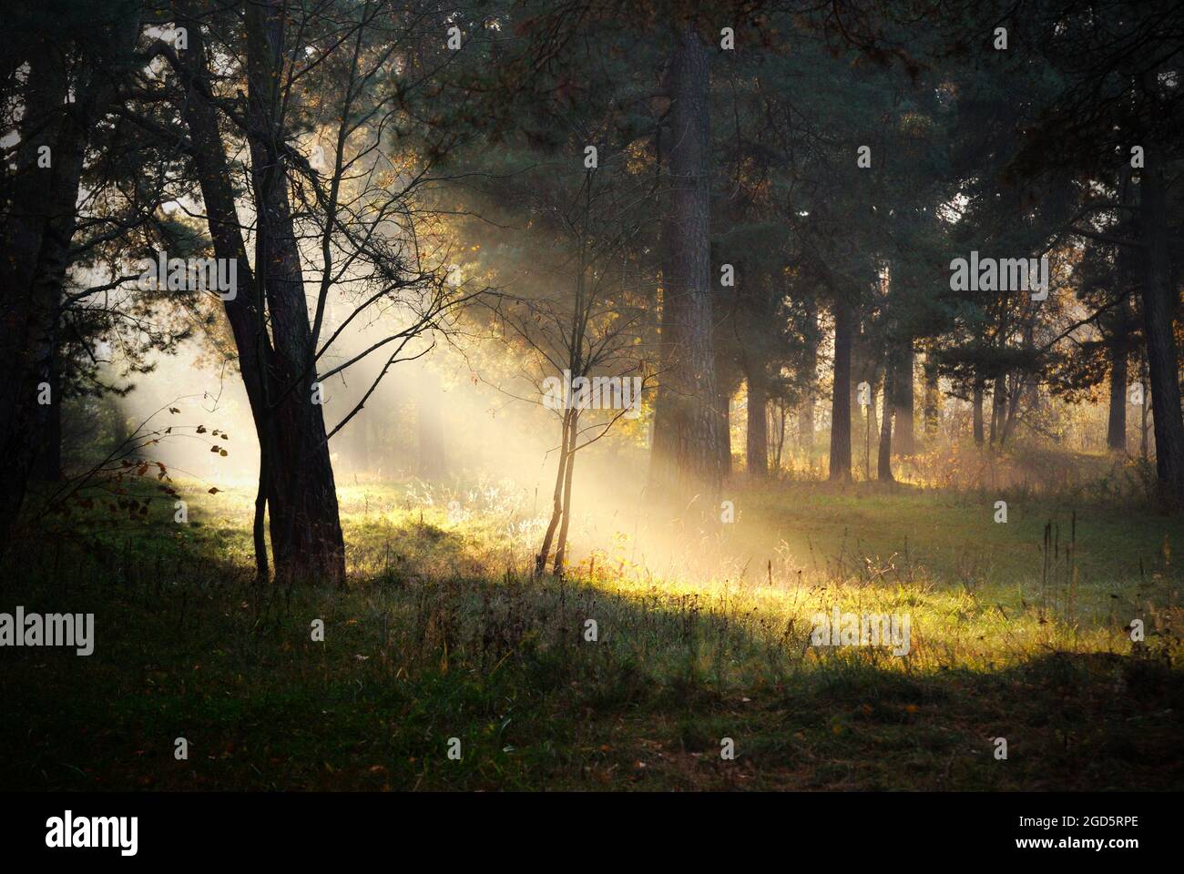 sunbeams in fog in the forest Stock Photo - Alamy
