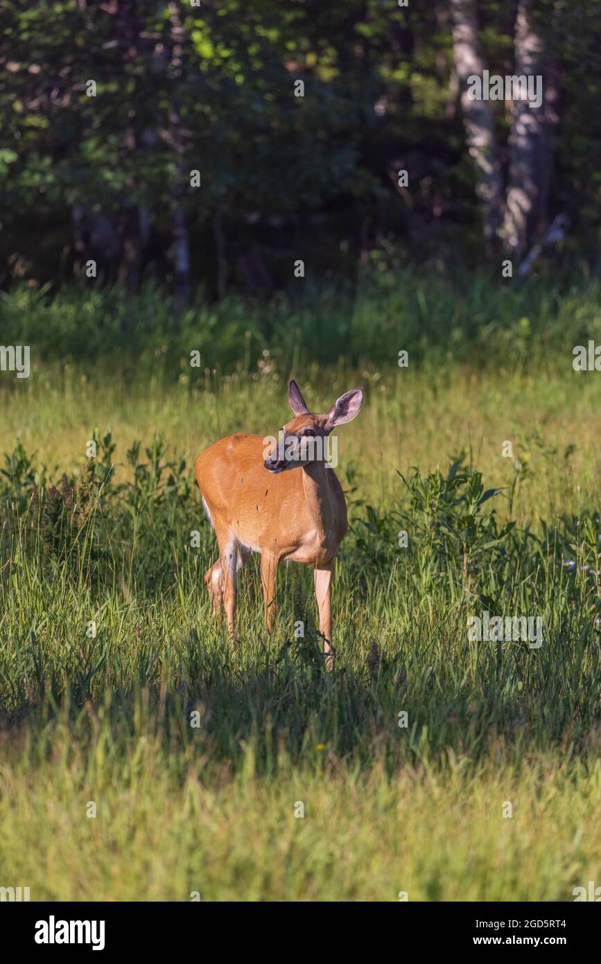 female-white-tailed-doe-hi-res-stock-photography-and-images-alamy