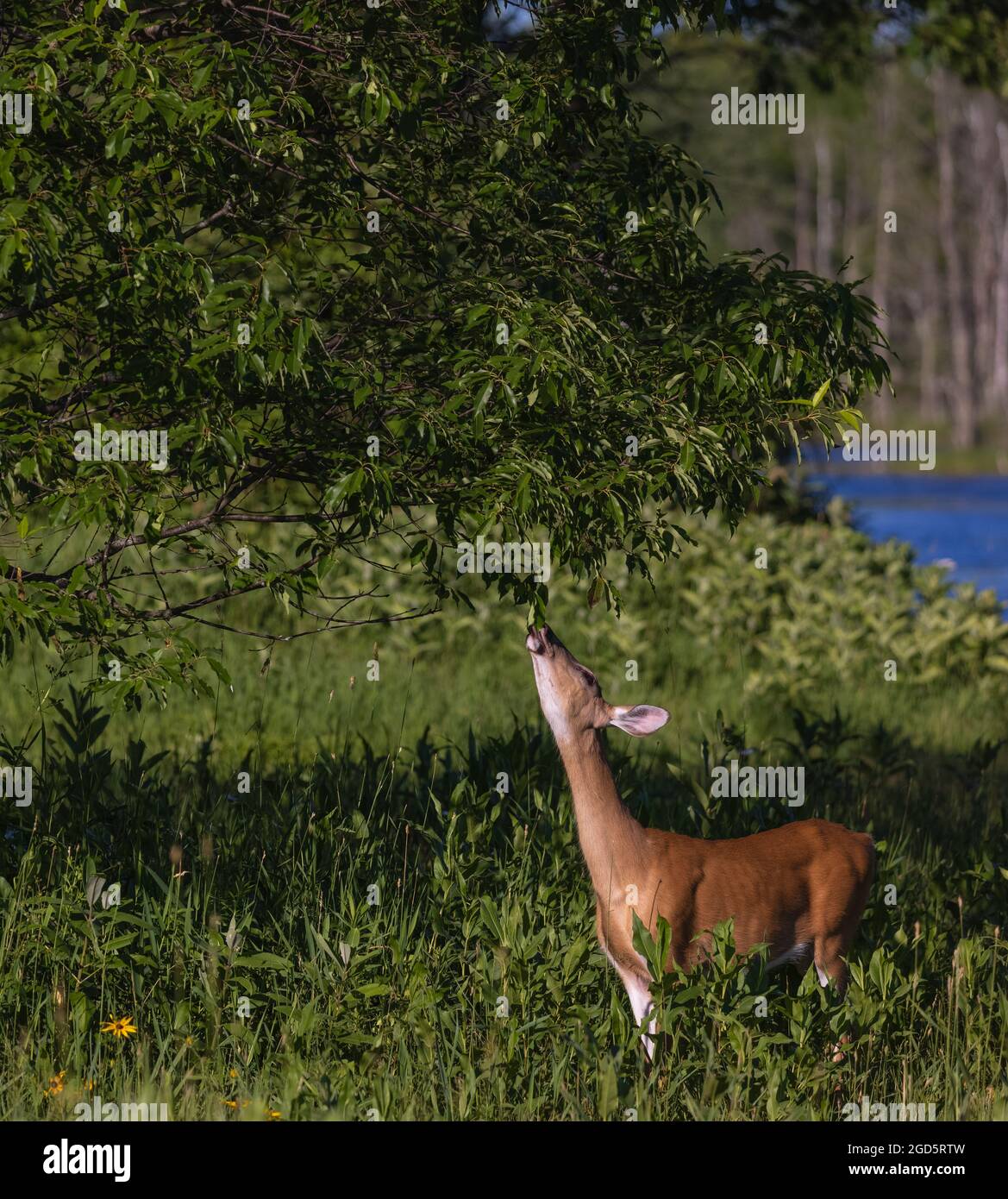 White-tailed doe reaching for a black cherry leaf in a meadow in northern Wisconsin. Stock Photo