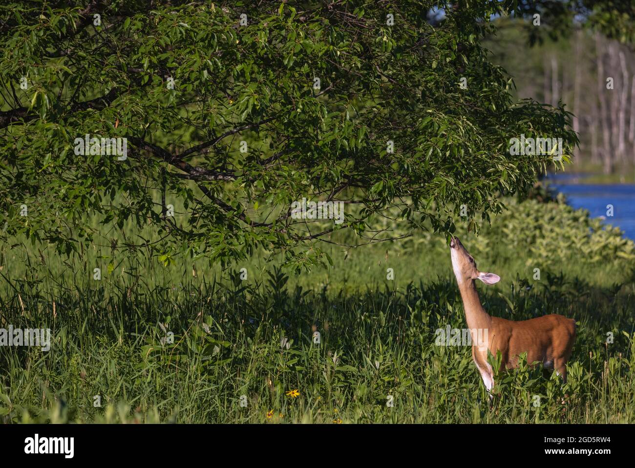 White-tailed doe reaching for a black cherry leaf in a meadow in northern Wisconsin. Stock Photo