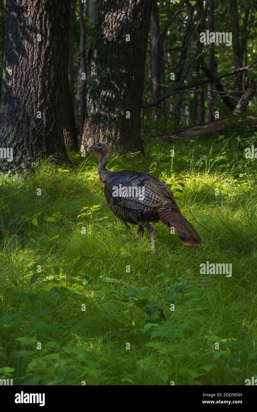 Tom turkey in a northern Wisconsin woodland Stock Photo Alamy