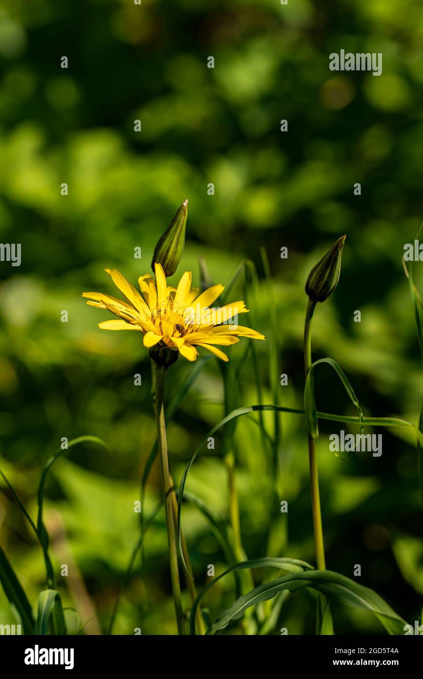 Tragopogon pratensis flower in field Stock Photo