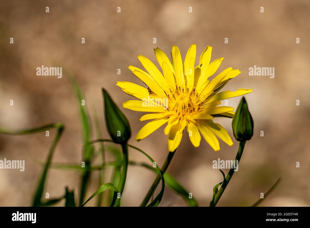 Tragopogon pratensis flower in field, macro Stock Photo