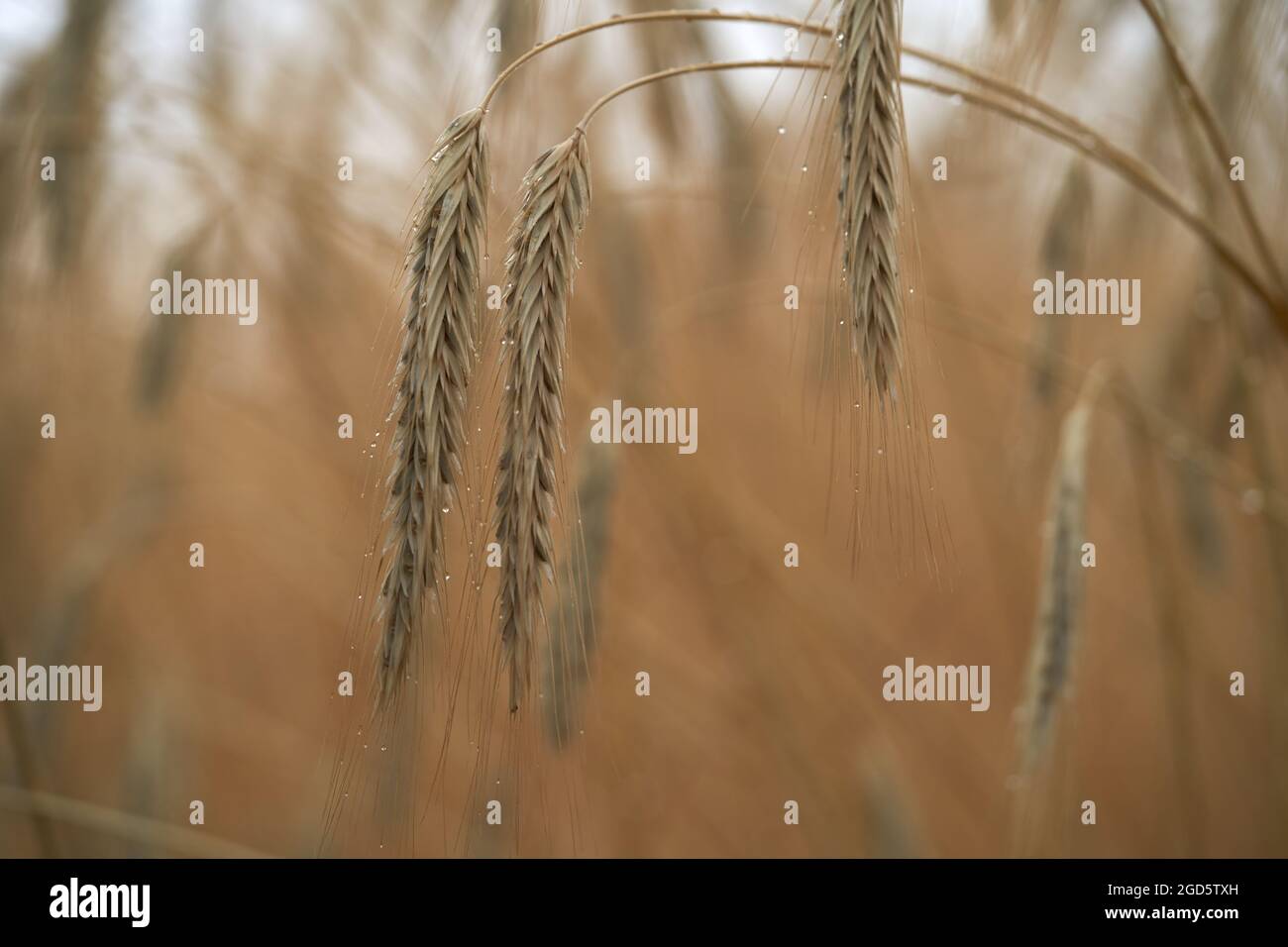 Detail of the spikelets of Secale cereale in field. Known as Rye. Ripe spikelets of cereals. Stock Photo
