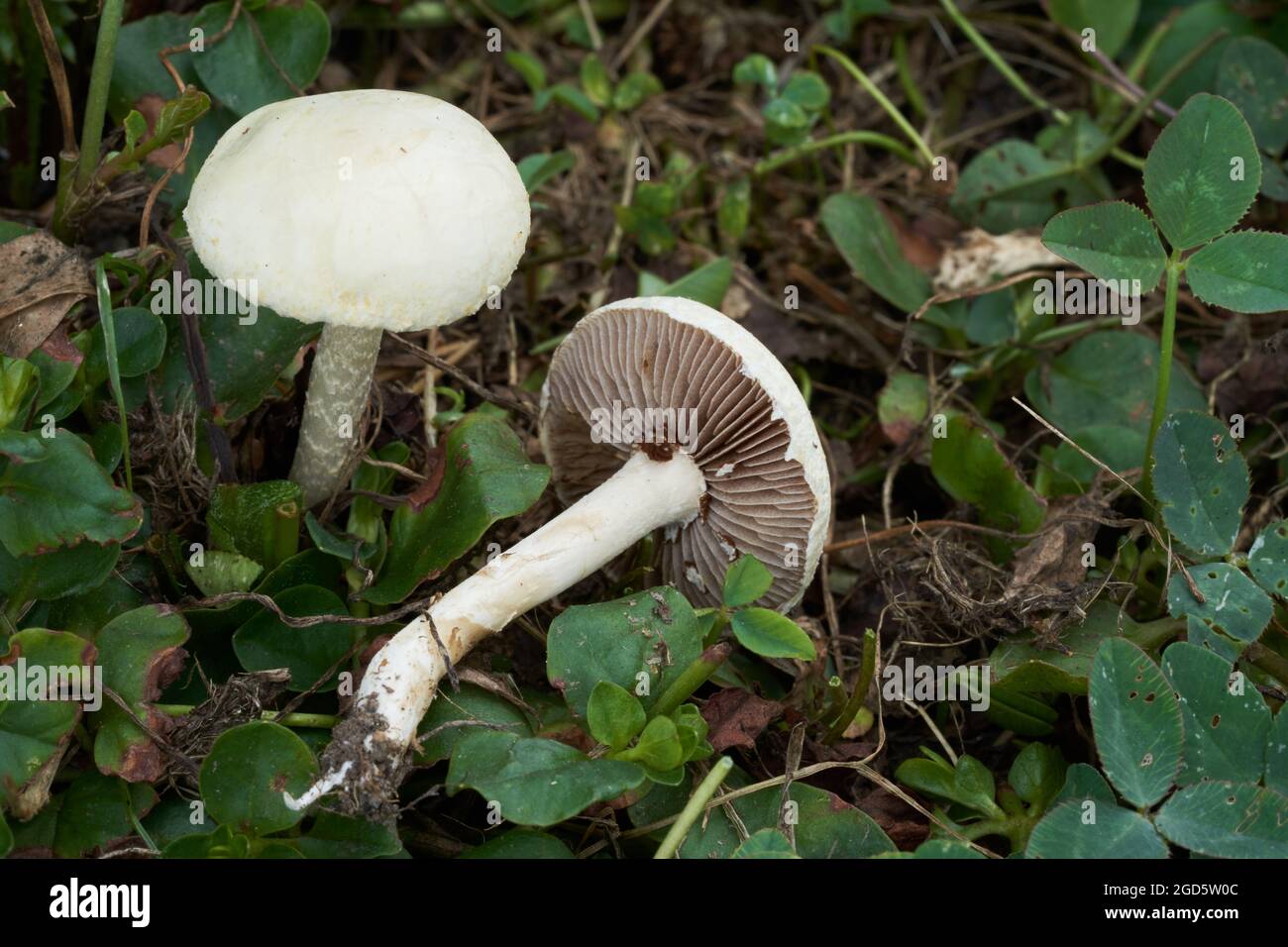 Edible mushroom Agrocybe pediades in the garden. Known as Common Fieldcap. Wild mushrooms growing ih the grass. Stock Photo