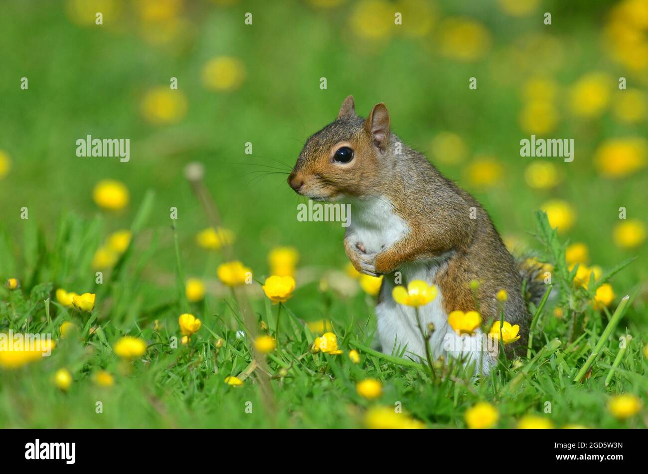 Grey squirrel Stock Photo