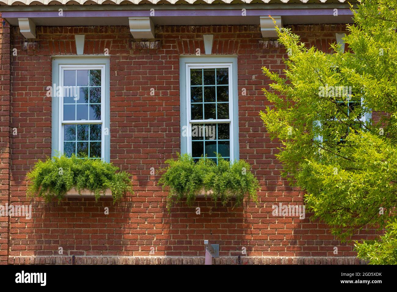 Window boxes with green plants hang on a brick building the foliage stands out agains the red color of the brick. Stock Photo