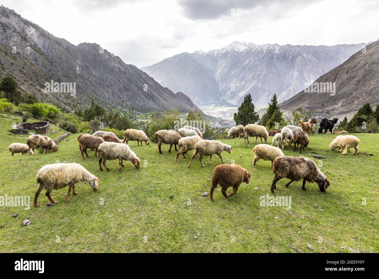 Sheep grazing on green mountain meadow Stock Photo