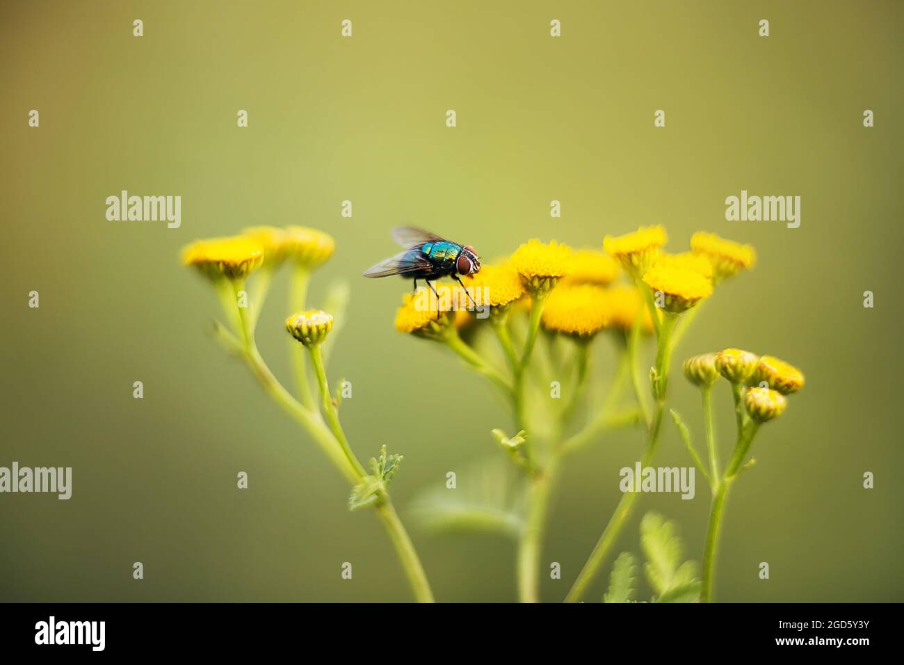 A large green fly with transparent wings sits on yellow tansy flowers in a field on a sunny summer day. Nature and insects. Stock Photo