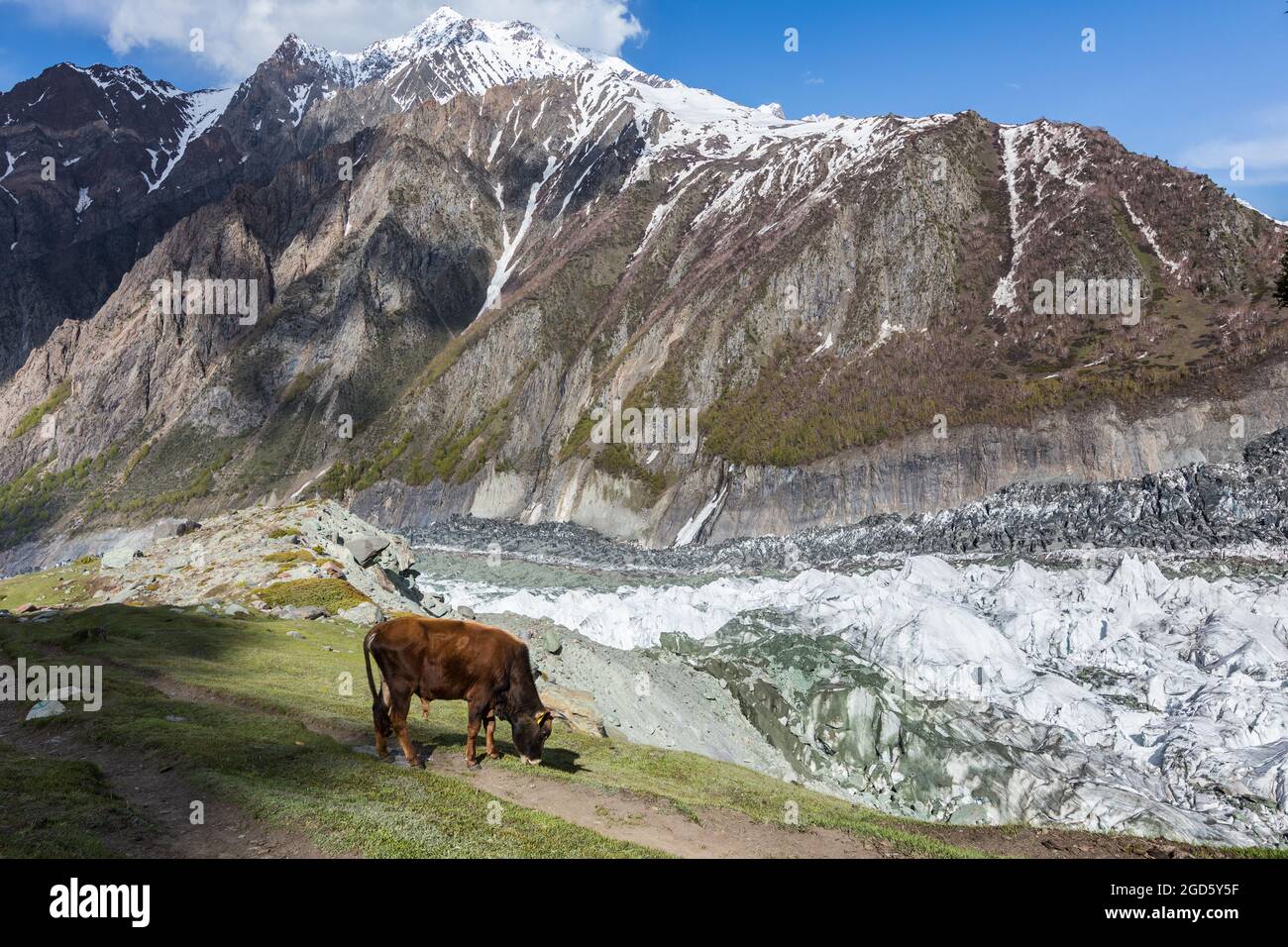 Cow on highland mountain pasture glacier field Stock Photo