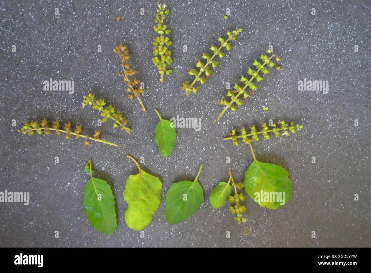 Basil leaves and seeds/podsStill life Stock Photo Alamy