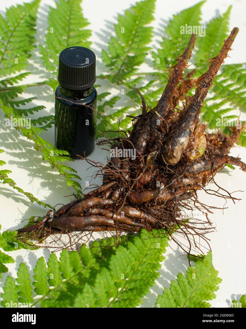 Extract from leaves, stems and roots of Wood fern, Dryopteris erythrosora. Male Fern leaves and roots close up. Stock Photo