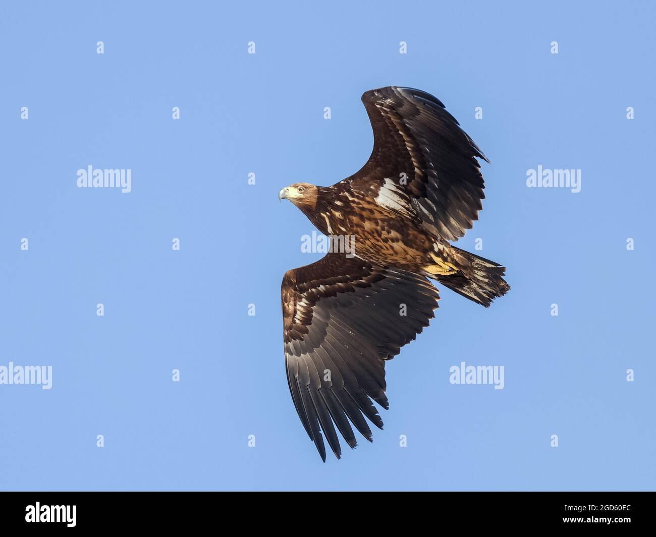 White tailed eagle fly hi-res stock photography and images - Alamy