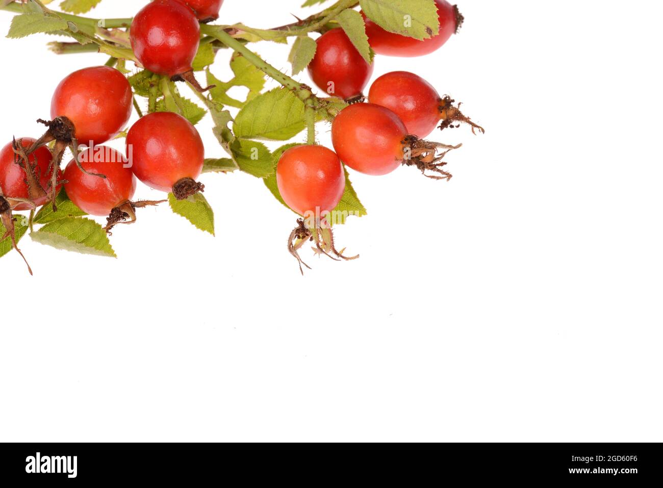 Hip rose isolated on a white background Stock Photo - Alamy